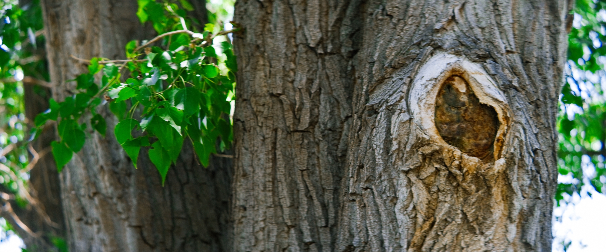 Anamorphic-Walkabout-12 (1)