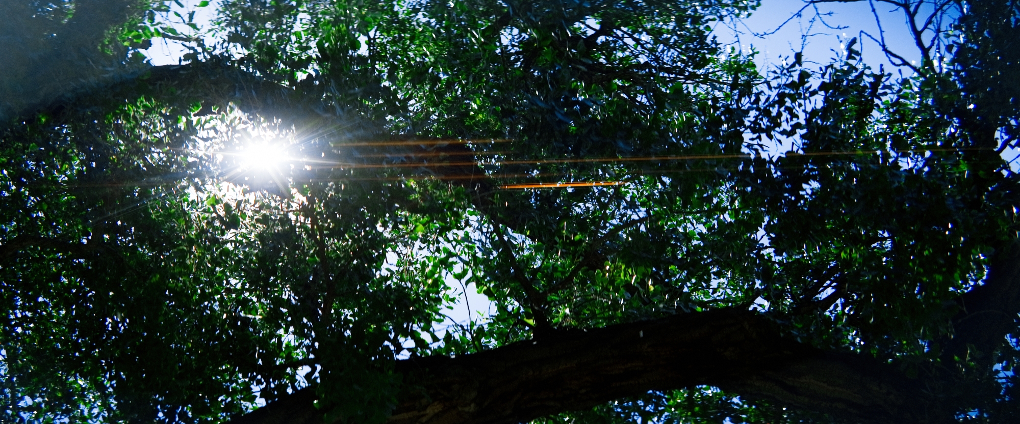 Anamorphic-Walkabout-7 (1)